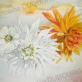 dahlias-aquarelle-Francoise-Dubourg