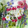 Coeur-de-Marie-aquarelle-Francoise-Dubourg