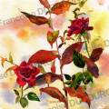 roses-et-aster-aquarelle-Francoise-Dubourg