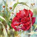 rose-et-marguerites-aquarelle-Francoise-Dubourg