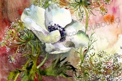 anemone-blanche-aquarelle-Francoise-Dubourg