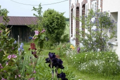 la-saison-des-iris-encre-de-Chine-couleur-Francoise-Dubourg