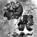 anemones-genet-Françoise-Dubourg-Encre de Chine