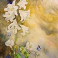 Lys-de-la-Madone-aquarelle-Francoise-Dubourg