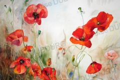 developpement-coquelicots-aquarelle-Francoise-Dubourg