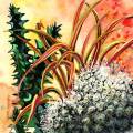 cactus-boule-Francoise Dubourg