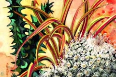 cactus-boule-Francoise Dubourg