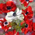 anemones-rouges-aquarelle-Francoise-Dubourg