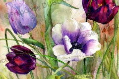 anemone-et-tulipes-aquarelle-Francoise-Dubourg