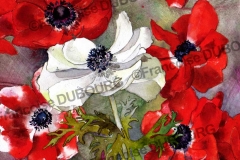 anemones-rouges-aquarelle-Francoise-Dubourg