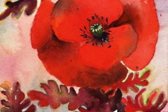 coquelicot-feuilles-dentellees-aquarelle-Francoise-Dubourg