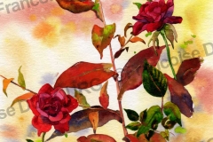 roses-et-aster-aquarelle-Francoise-Dubourg