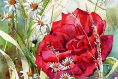 rose-et-marguerites-aquarelle-Francoise-Dubourg