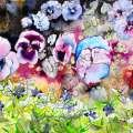 pensees-pervenches-encre-de-Chine-couleur-Francoise-Dubourg