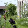 la-saison-des-iris-encre-de-Chine-couleur-Francoise-Dubourg