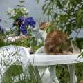 chat-vigilant-encre-de-Chine-couleur-Francoise-Dubourg