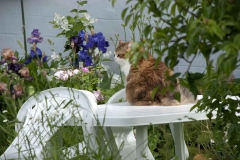 chat-vigilant-encre-de-Chine-couleur-Francoise-Dubourg