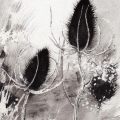 grands-chardons-Françoise-Dubourg-Encre de Chine