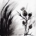 petits-chardons-Françoise-Dubourg-Encre de Chine
