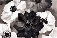 anemones-fouillis-Françoise-Dubourg-Encre de Chine